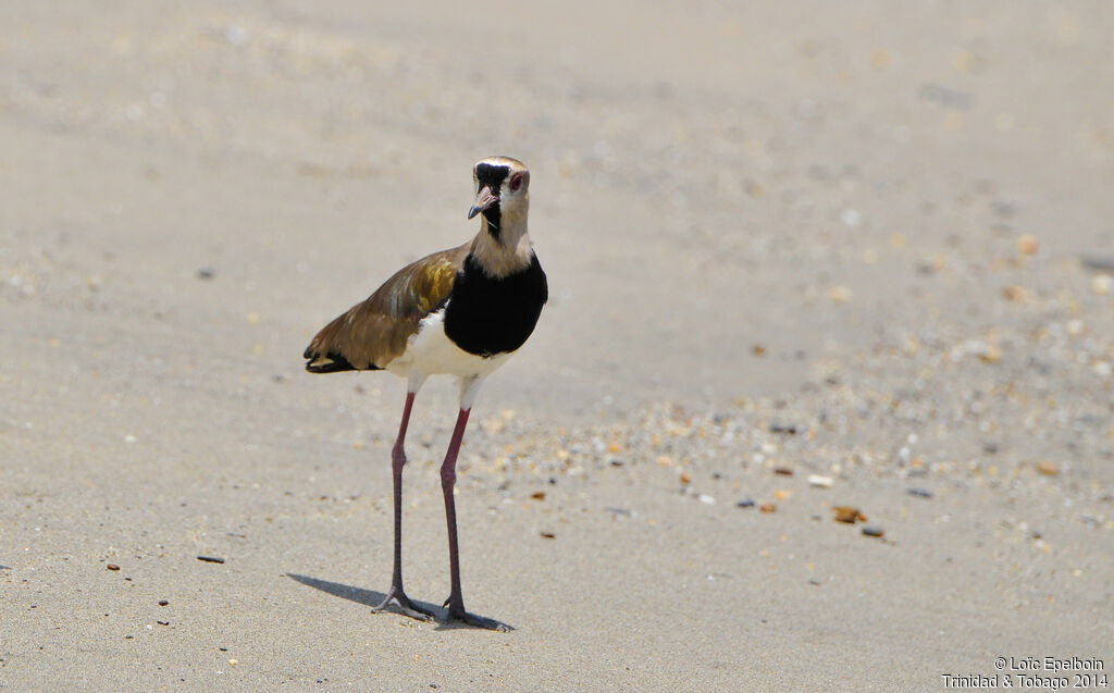 Southern Lapwing