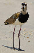 Southern Lapwing