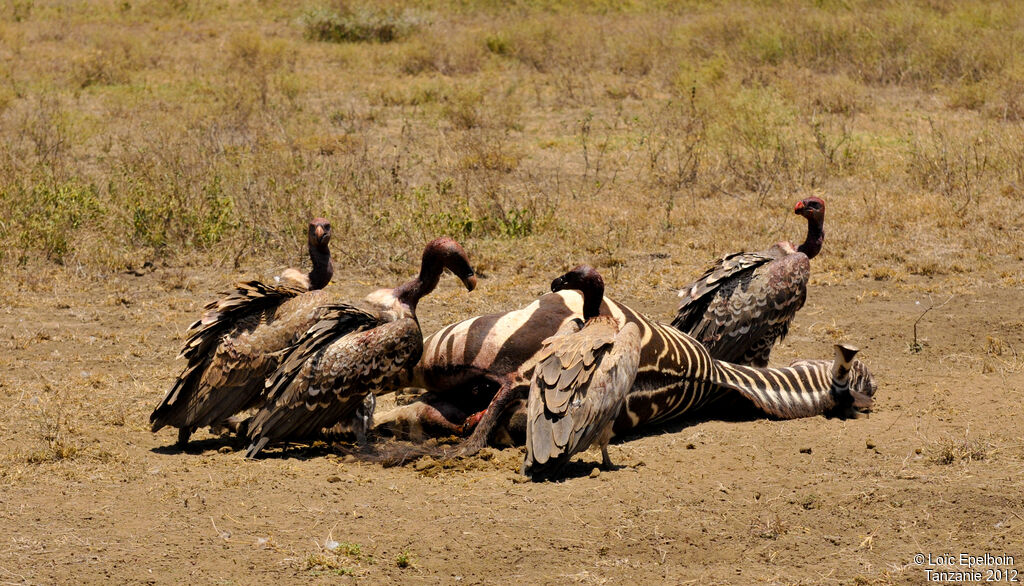 White-backed Vulture