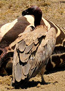 White-backed Vulture