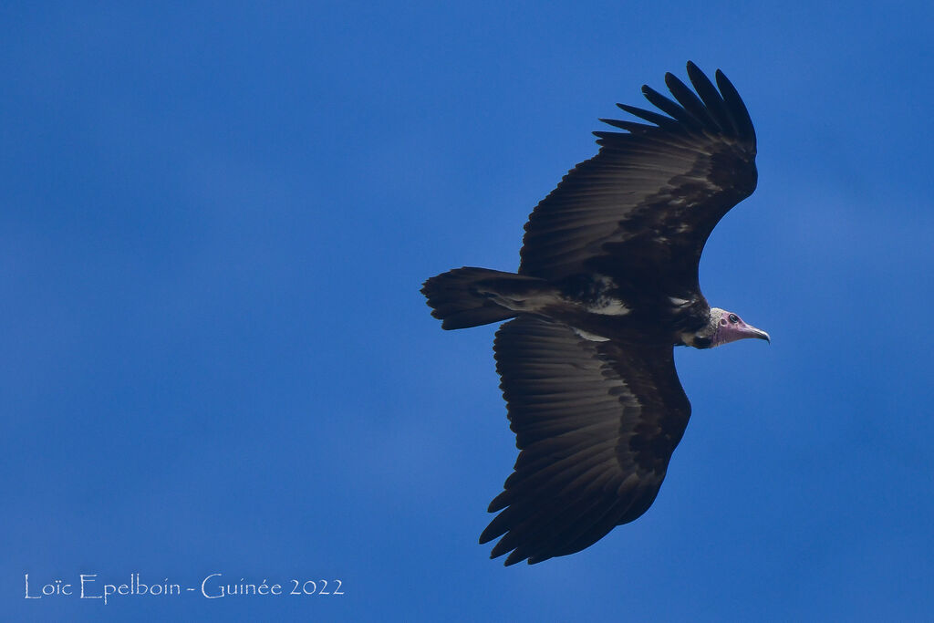 Vautour charognard