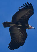 Hooded Vulture