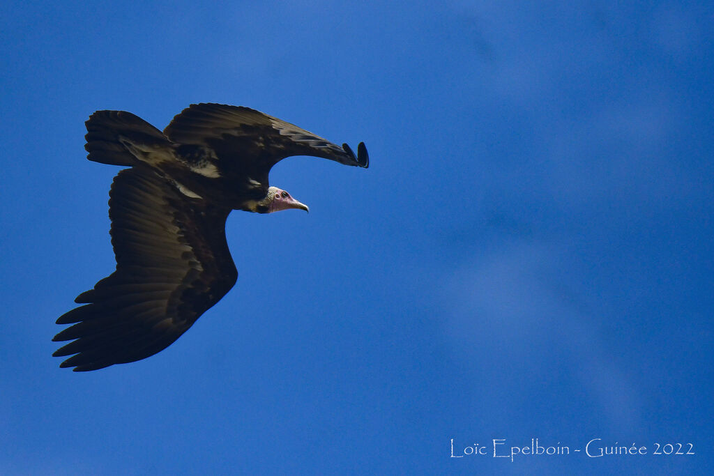 Hooded Vulture