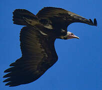 Hooded Vulture