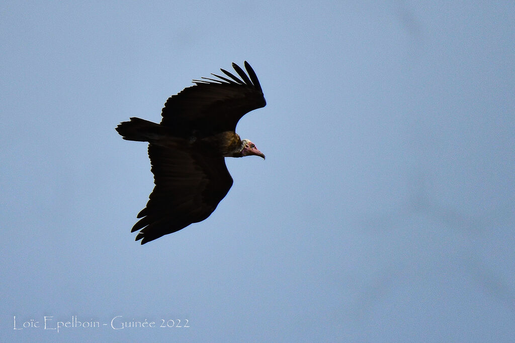 Hooded Vulture