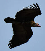 Hooded Vulture