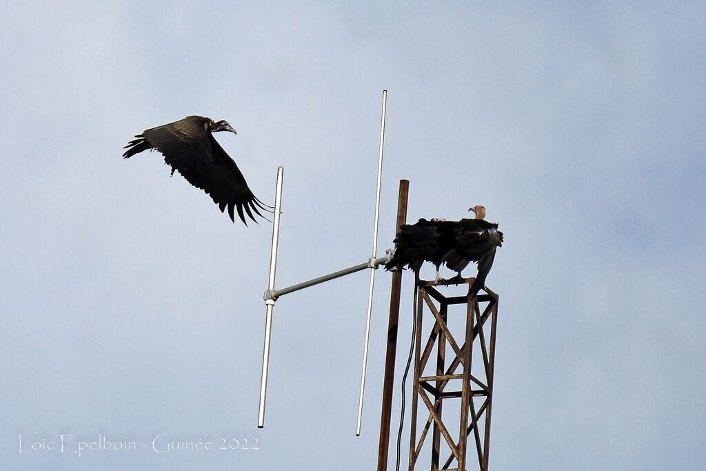 Hooded Vulture