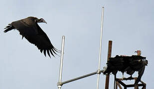 Hooded Vulture