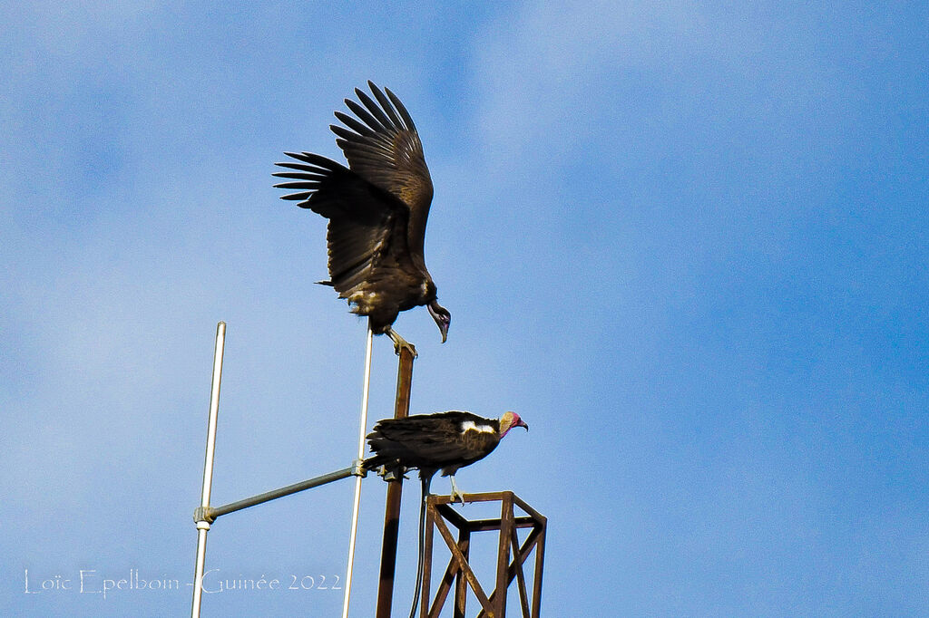 Vautour charognard