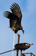 Hooded Vulture