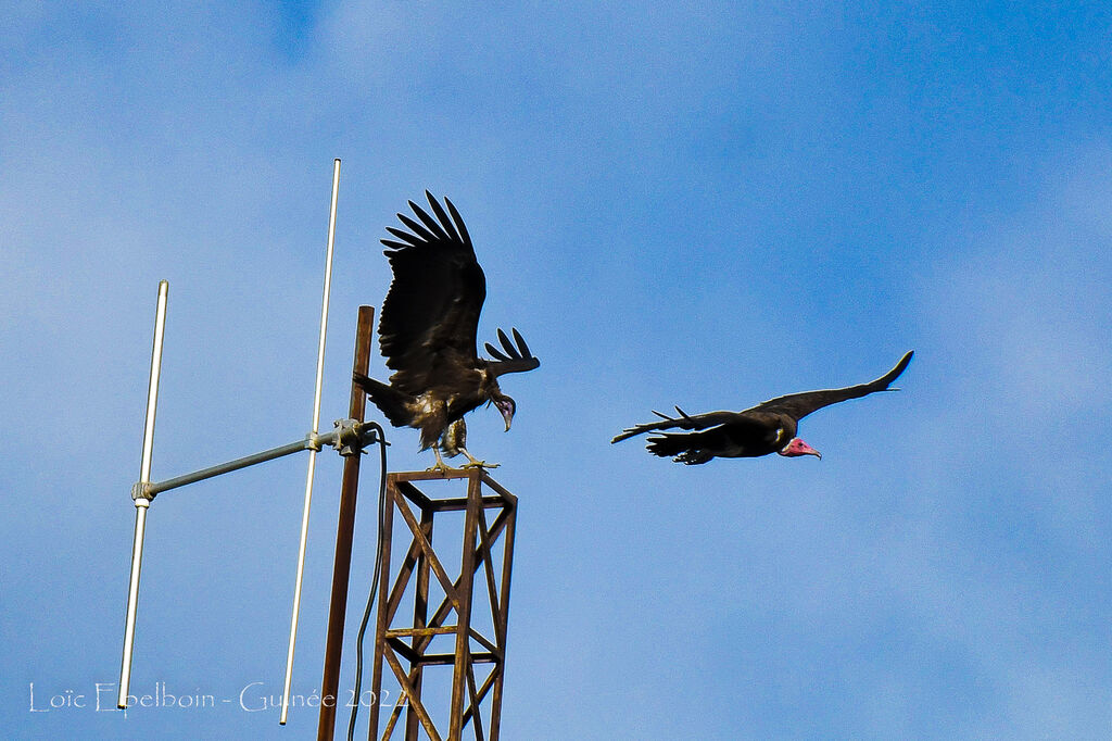 Hooded Vulture