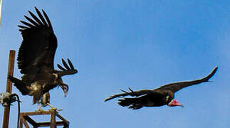 Hooded Vulture