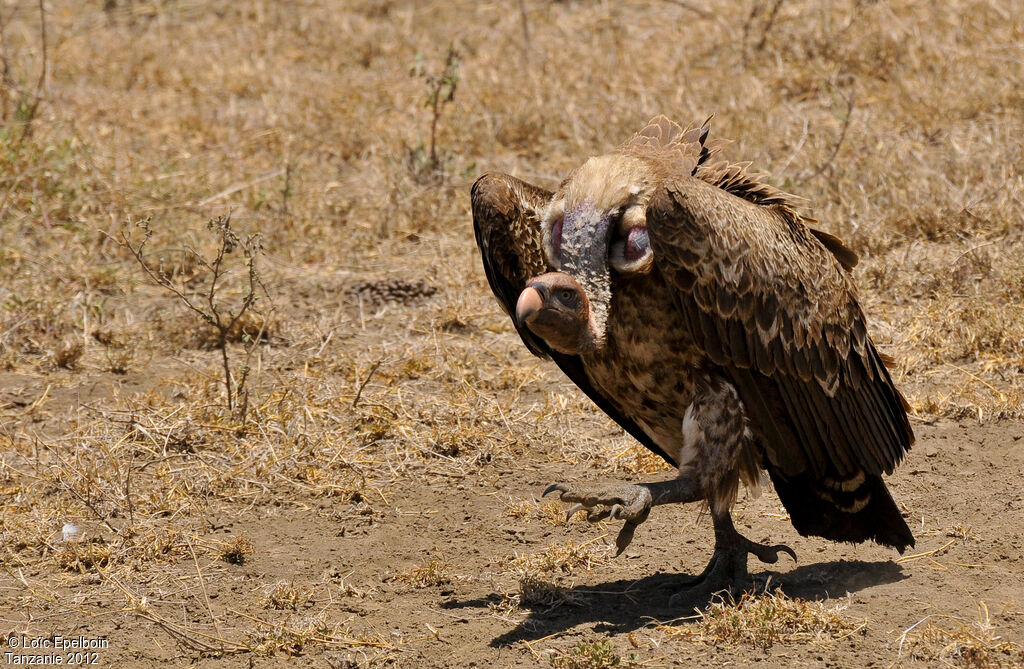 Rüppell's Vulture