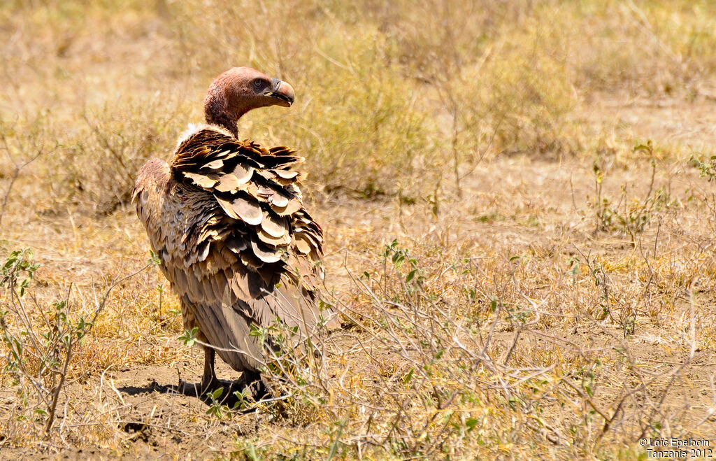 Rüppell's Vulture