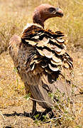 Rüppell's Vulture