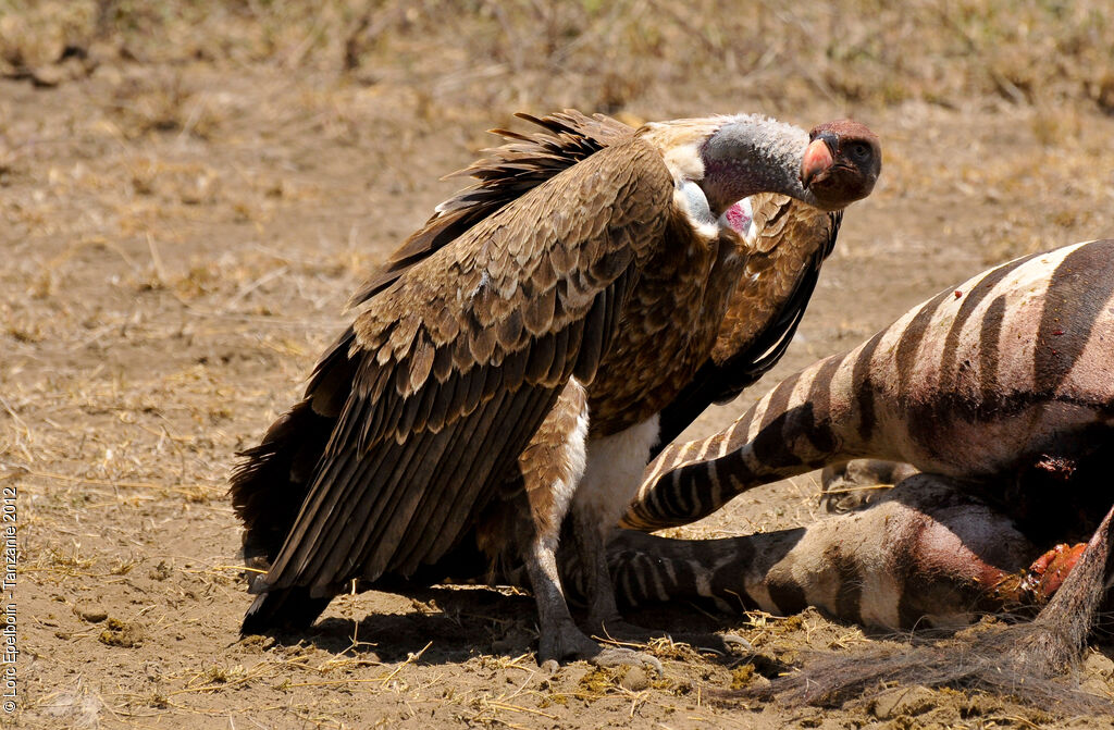 Rüppell's Vulture