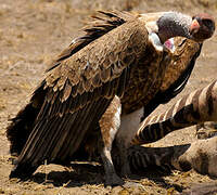 Rüppell's Vulture