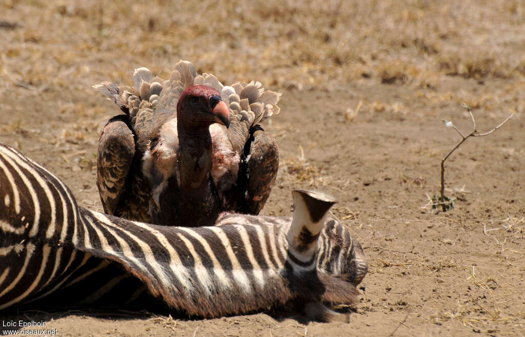 Rüppell's Vulture