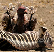 Rüppell's Vulture