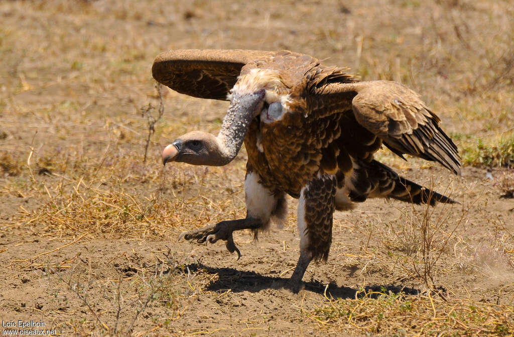 Rüppell's Vulture