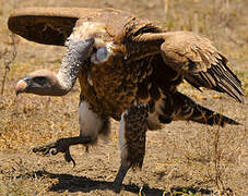 Rüppell's Vulture