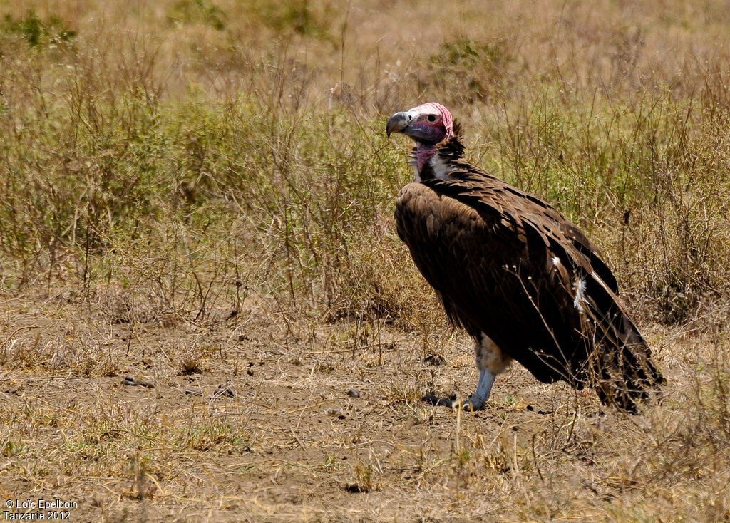 Lappet-faced Vulture