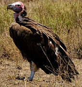 Lappet-faced Vulture