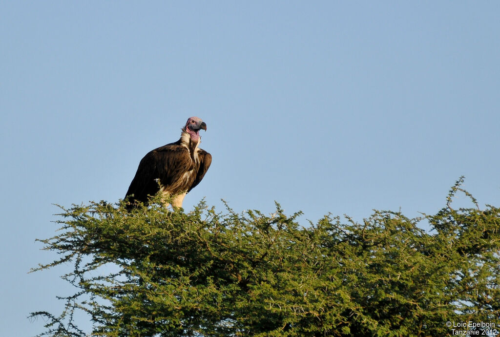 Lappet-faced Vulture