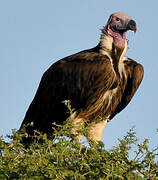 Lappet-faced Vulture