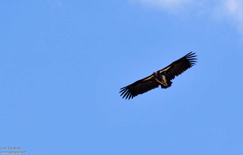 Lappet-faced Vultureadult, Flight