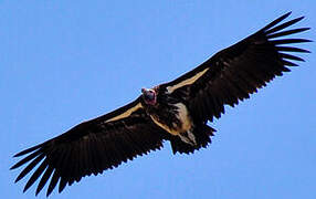 Lappet-faced Vulture