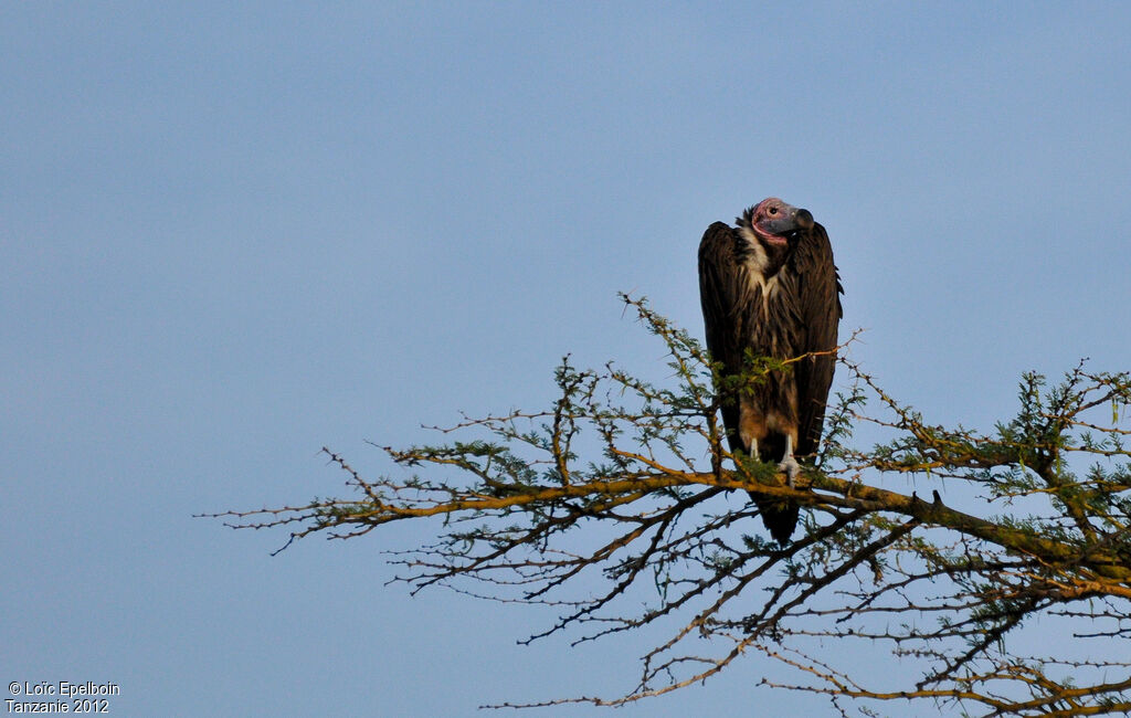 Lappet-faced Vulture