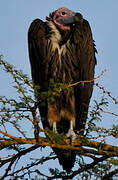 Lappet-faced Vulture