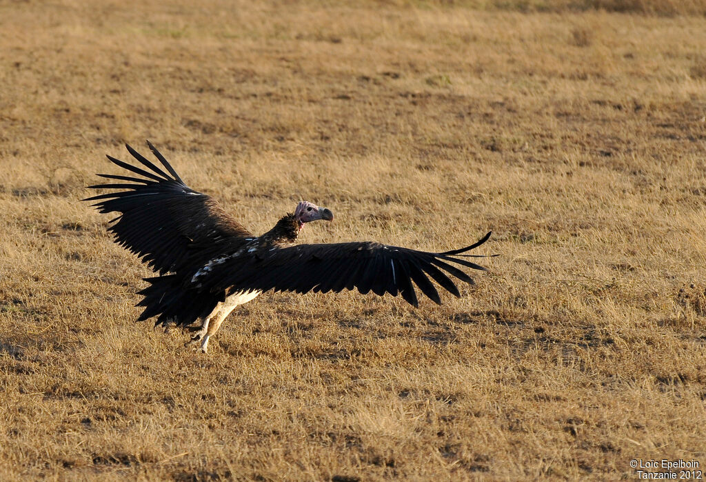 Lappet-faced Vulture