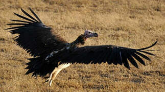 Lappet-faced Vulture