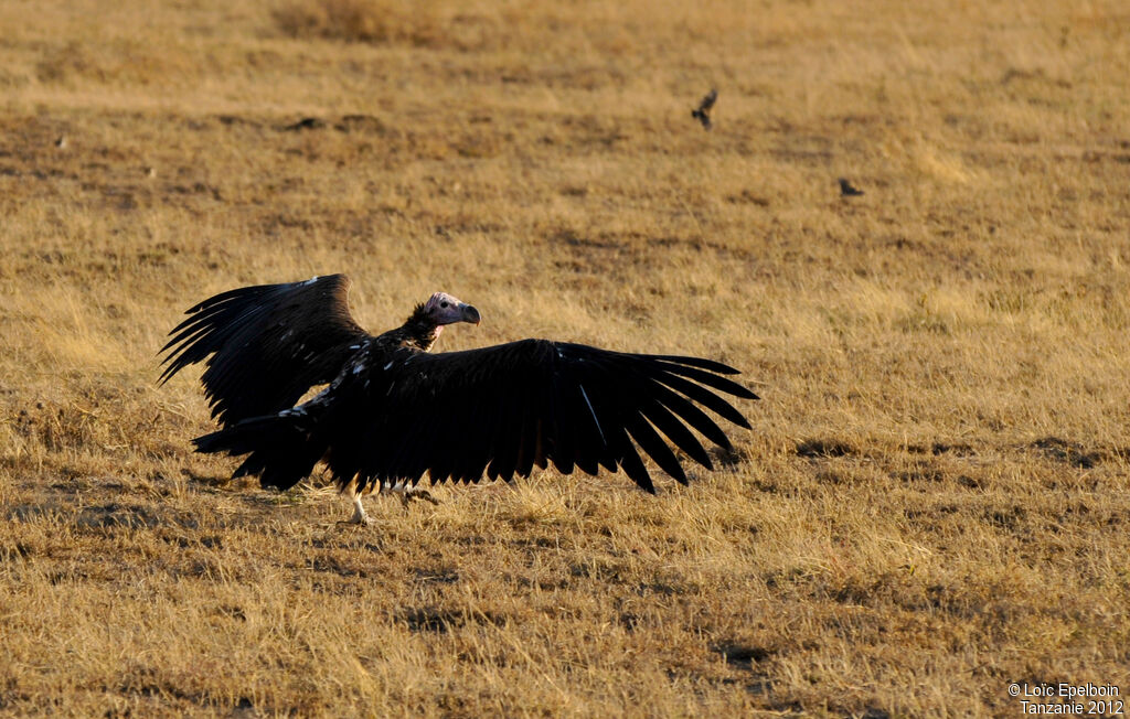 Lappet-faced Vulture