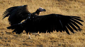 Lappet-faced Vulture