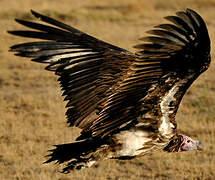 Lappet-faced Vulture