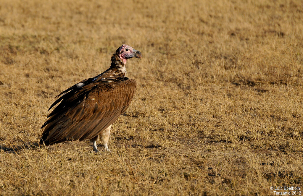 Lappet-faced Vulture