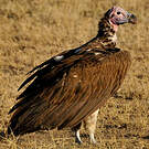 Vautour oricou