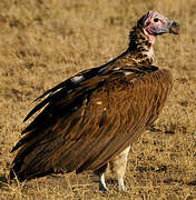 Lappet-faced Vulture