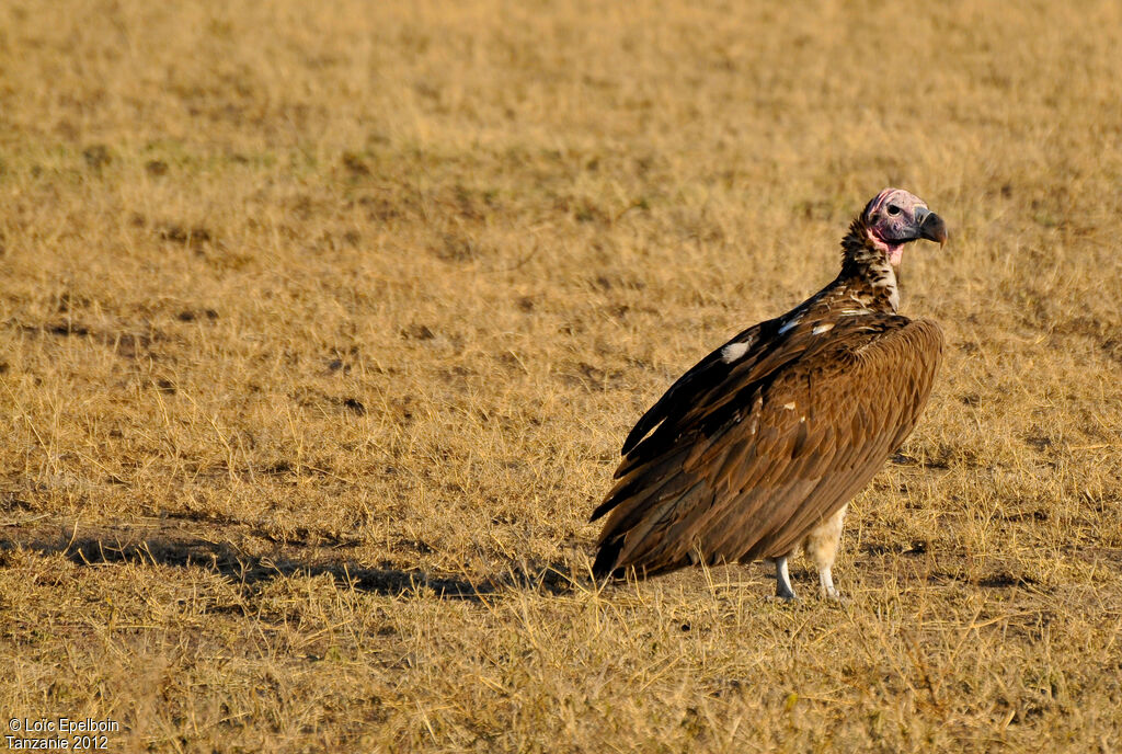 Lappet-faced Vulture