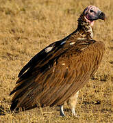 Lappet-faced Vulture