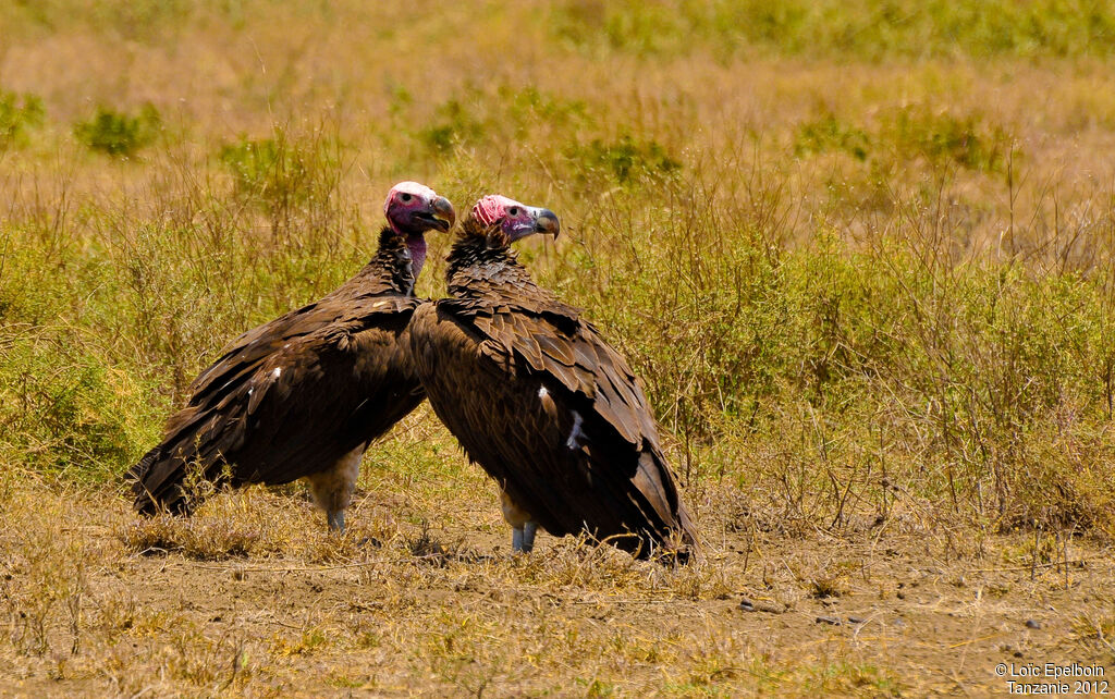 Lappet-faced Vulture