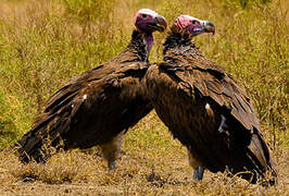 Lappet-faced Vulture