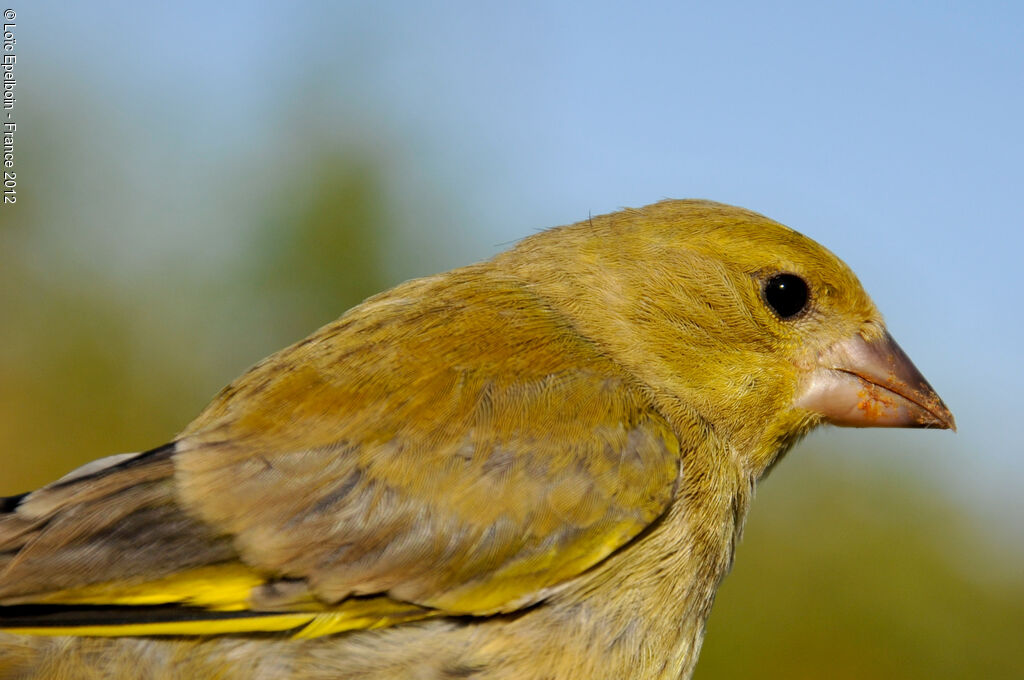 European Greenfinch