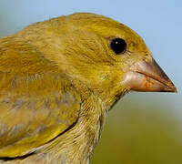 European Greenfinch