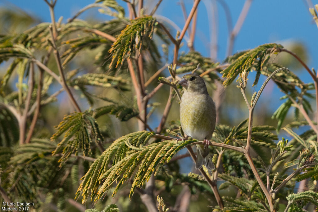 European Greenfinch