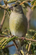 European Greenfinch