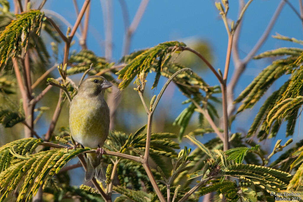 European Greenfinch